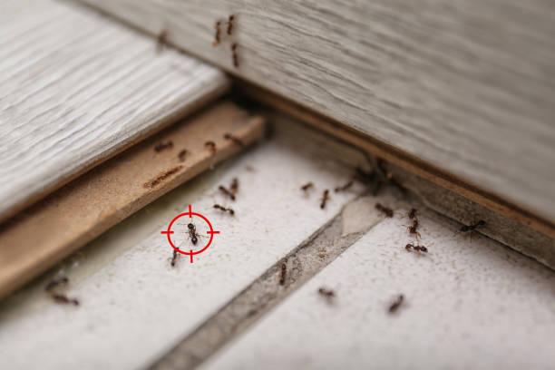 Best Mosquito Control Services  in Edgerton, MN