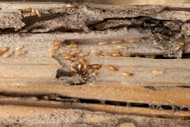 Best Best Pest Control Companies  in Edgerton, MN